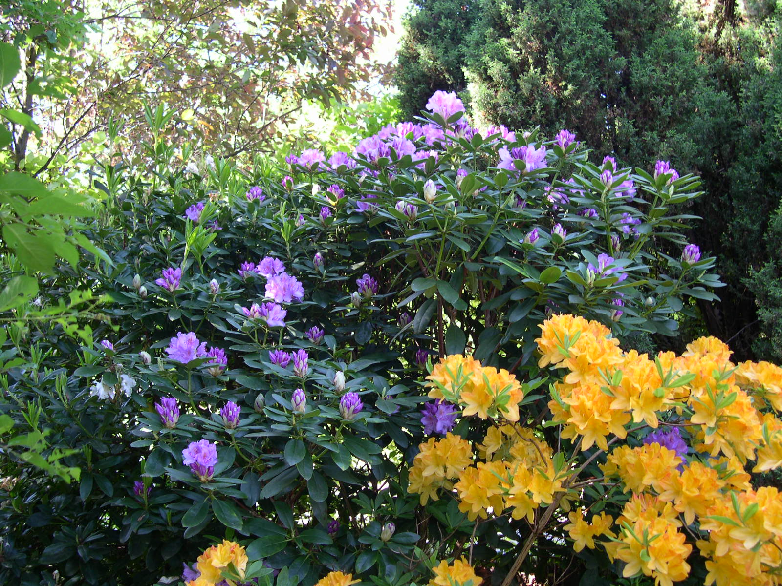 bloemen